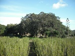 quercia